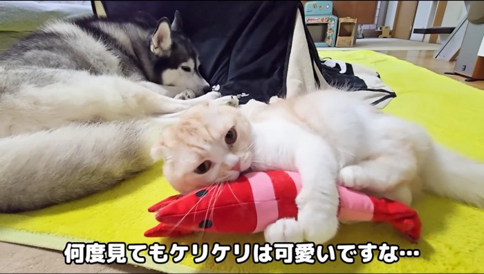 コタツの近くで横になっているハスキー犬と猫