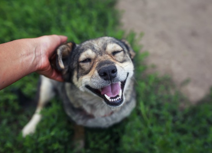 耳の後ろを撫でられて嬉しそうな犬