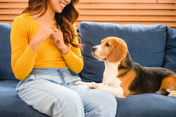 甘えたい犬