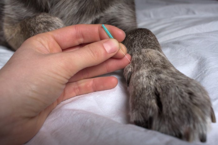 足に鍼を刺される犬