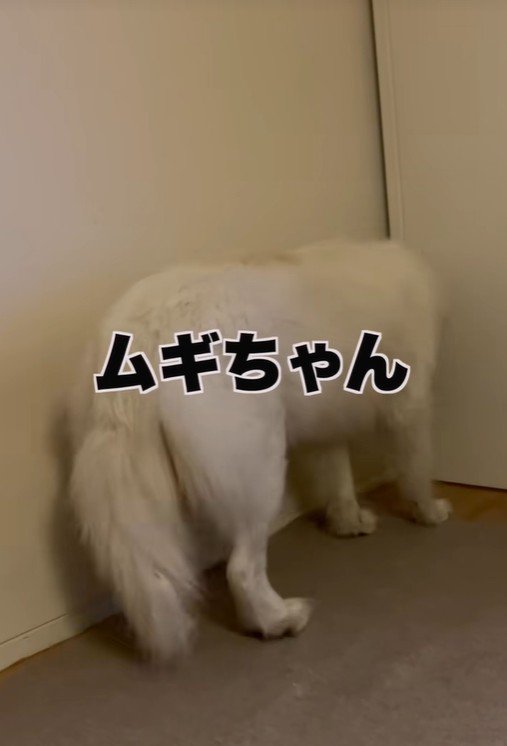 呼び続けても無視