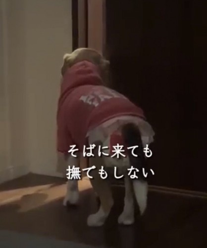 扉の前に立つ犬