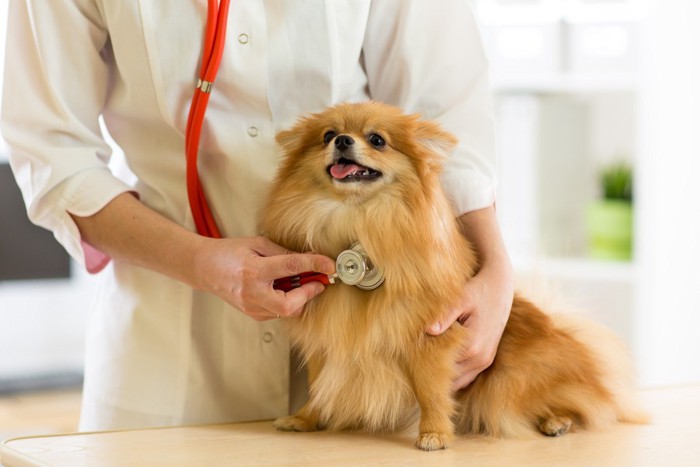 赤の聴診器を当てられる犬