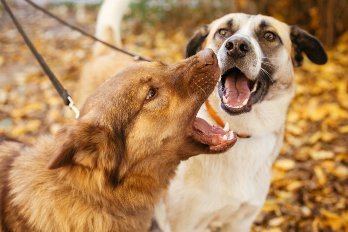 口を開けている2匹の犬