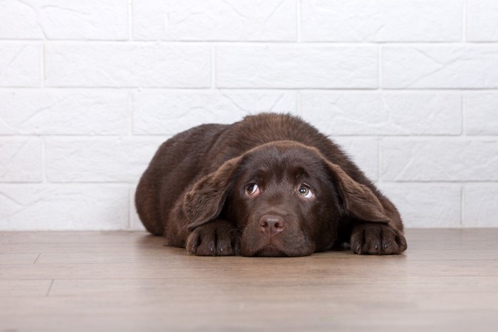 上目遣いで伏せている黒い犬