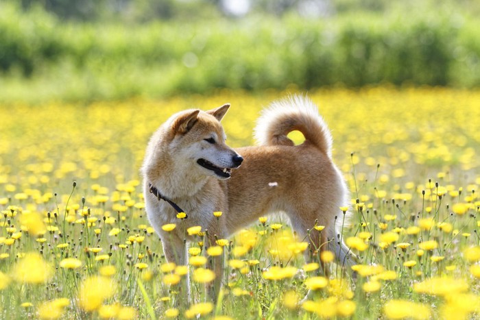 柴犬の口