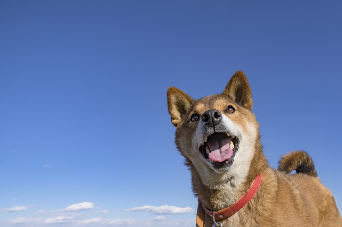 胡麻柴と青空