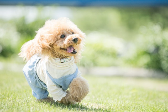 おもちゃを持ってきた犬