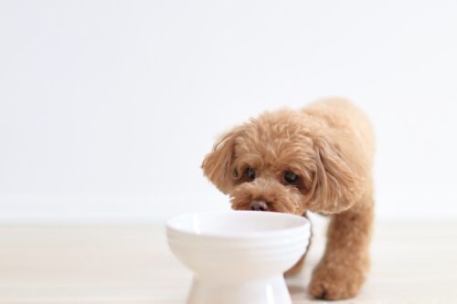 ご飯を食べる犬