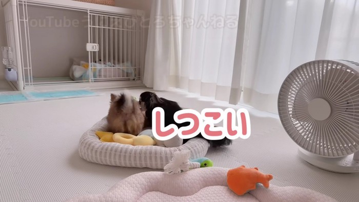 怒られちゃった!!