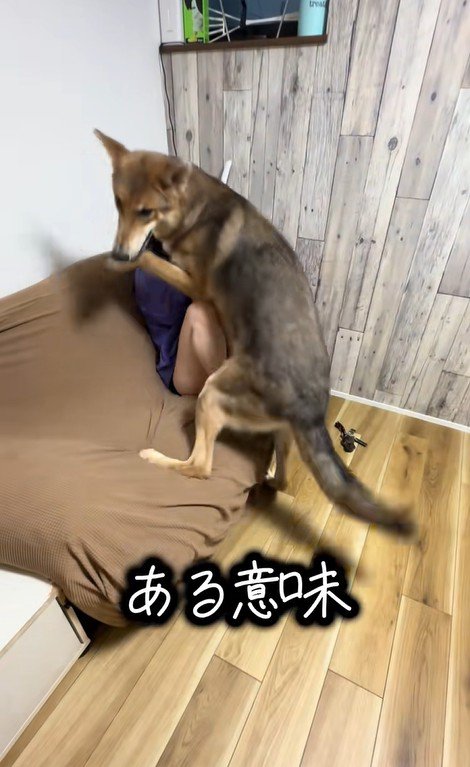 つな君の愛情表現6