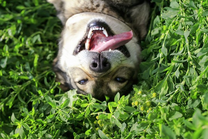 草に寝転ぶ犬