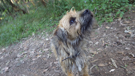 山道を散歩中の犬