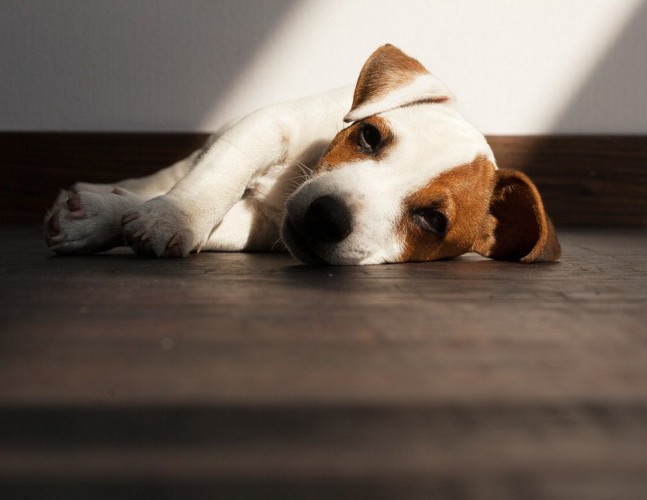 下痢やおう吐で震える犬