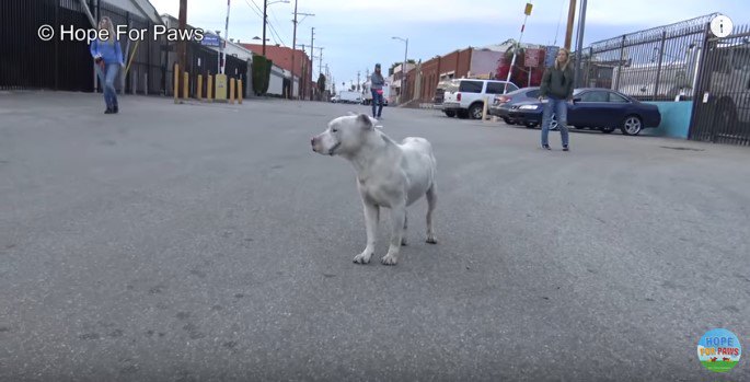 人に囲まれた犬