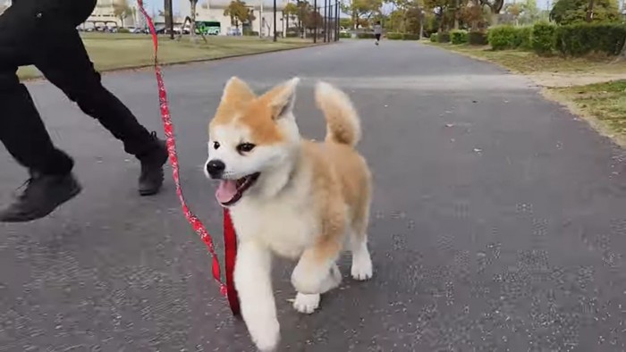 楽しそうに歩く秋田犬と飼い主