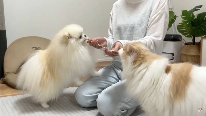 飼い主さんとポテチくん＆レモンさんの再会⑩
