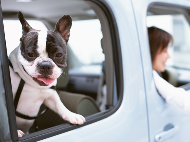 車で出かける犬