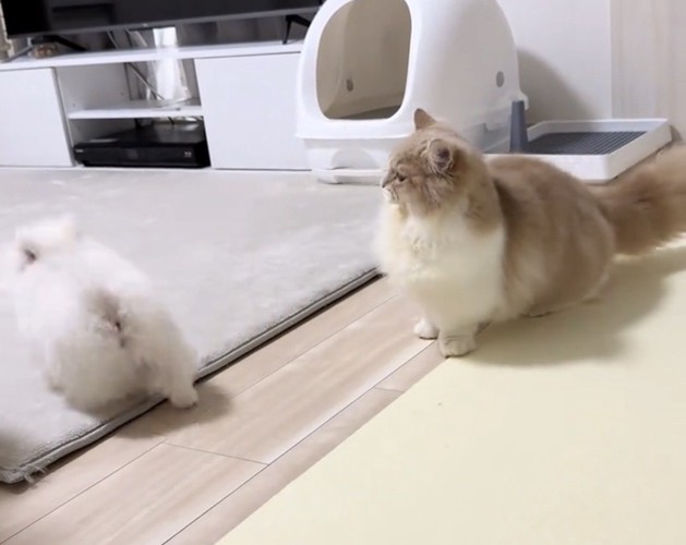 歩き出す犬を見送る猫