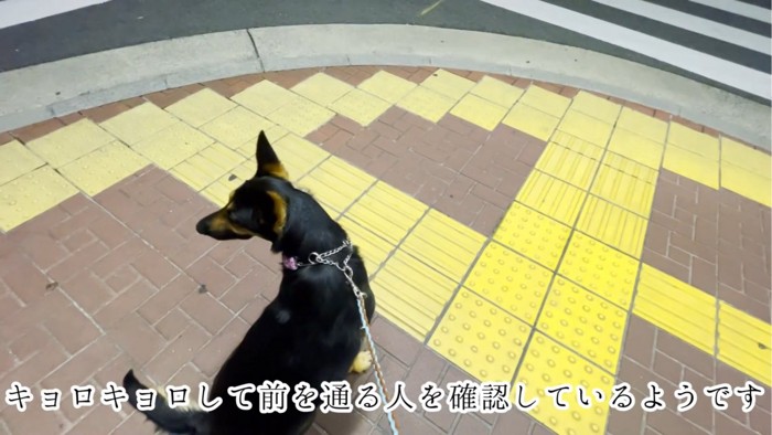 座って辺りを確認する犬