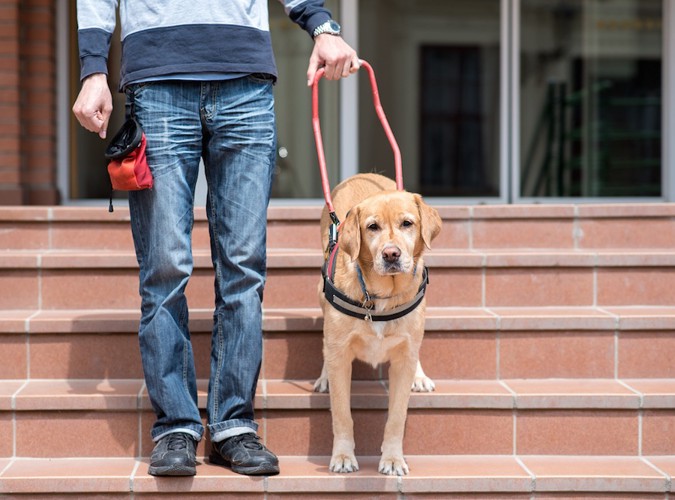 飼い主と階段を下りる犬