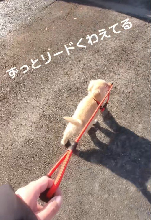 飼い主さんを先導するように歩いています