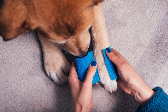 足を痛めて包帯を巻かれる犬