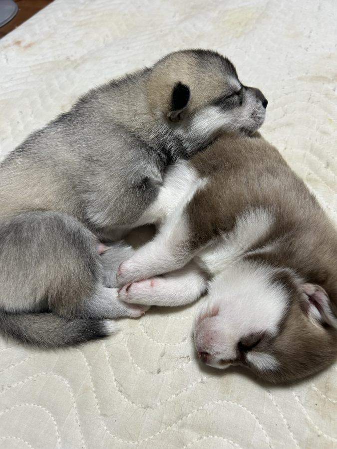 くっついて寝る子犬たち