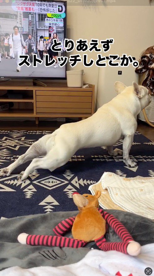 伸びをする犬