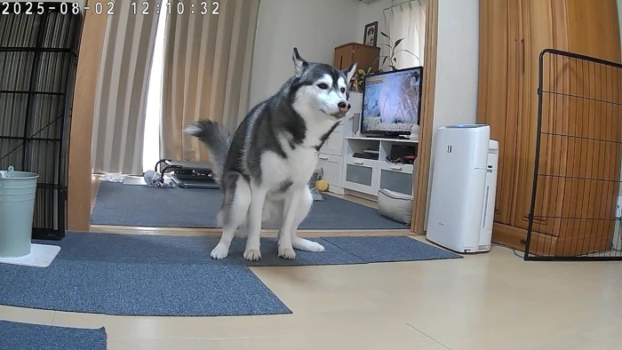 ハスキー