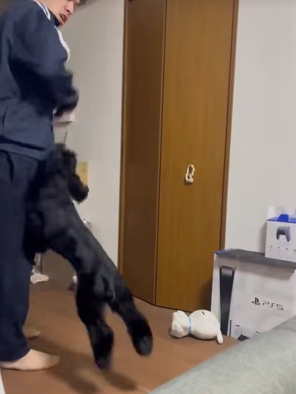 パパに飛びつくベルちゃん