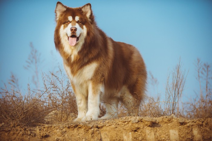 アラスカの犬