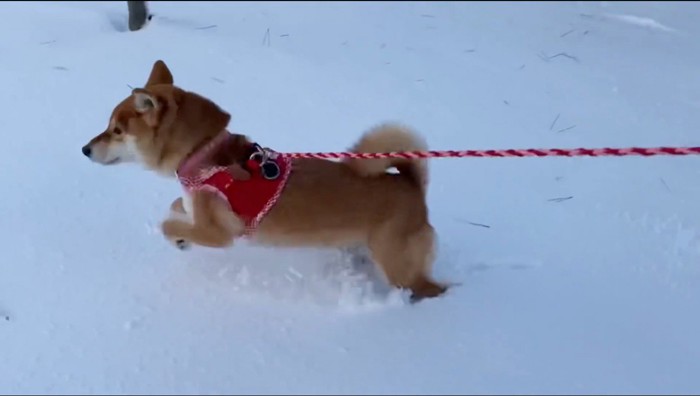 雪の上でジャンプする犬