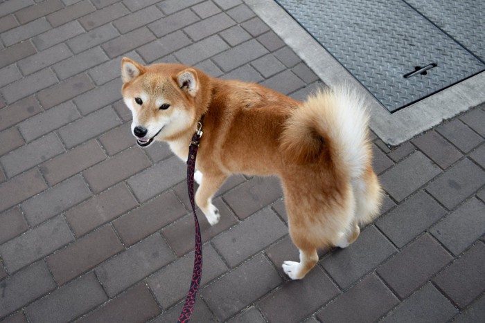 笑顔で振り返る柴犬