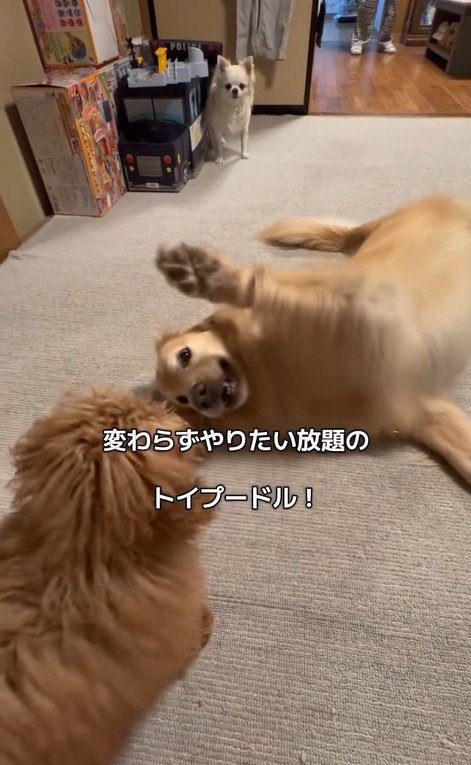 みるくちゃんと蘭ちゃん8