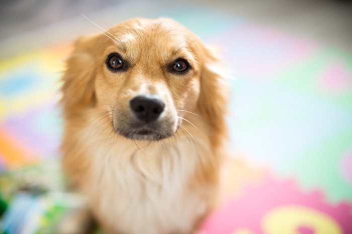 こちらを見据える薄茶×白のミックス犬