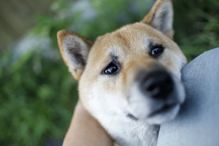 飼い主の足に顎を乗せてアピールする柴犬