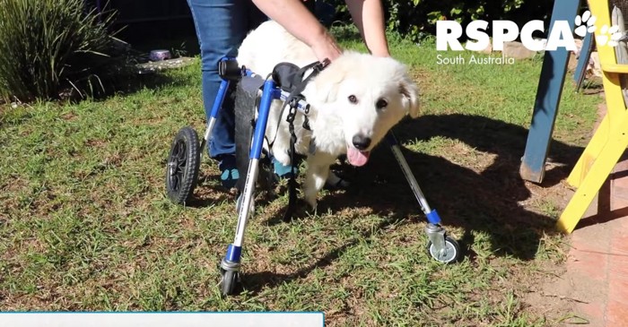 車椅子を装着中の白い犬