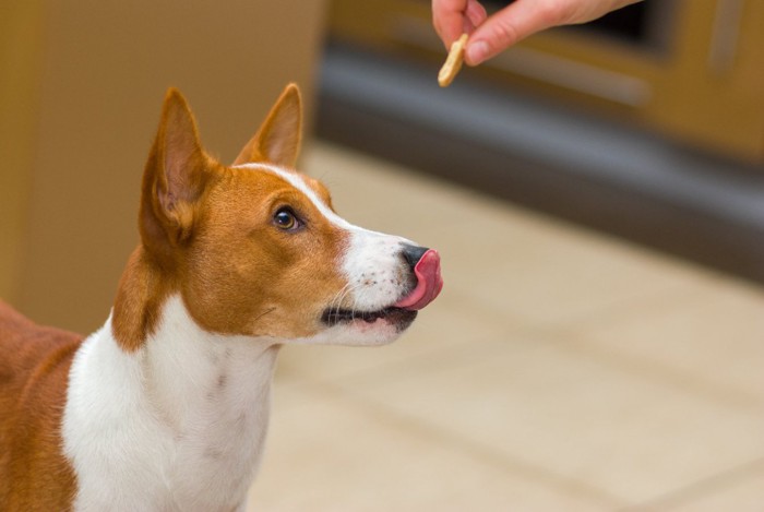 おやつを見て舌を出す犬