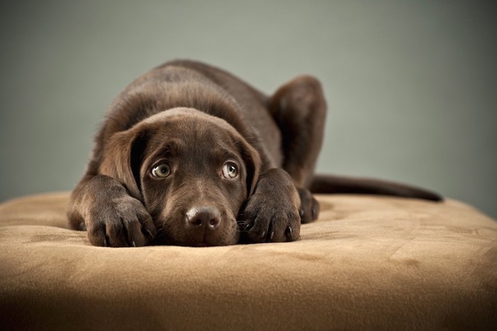 少し怖がって伏せている犬