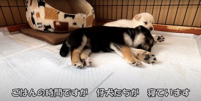 床で寝る2匹の子犬