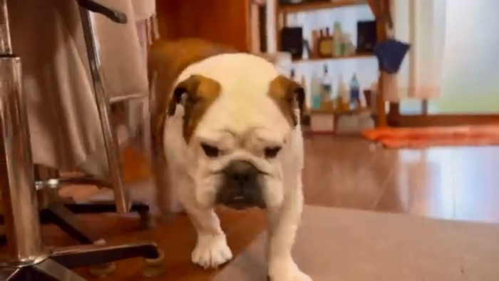 歩いてくるまめちゃん