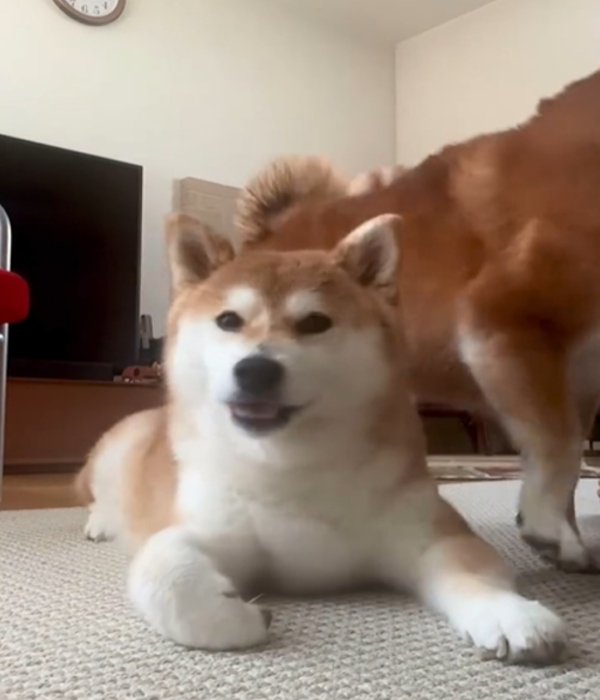 呆然とする犬2