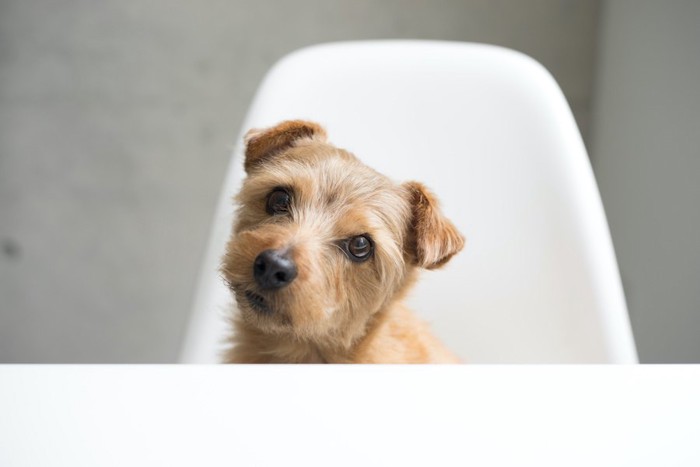 椅子に座って首をかしげる犬