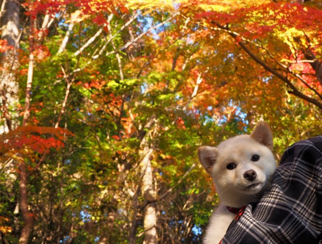 抱っこされる柴犬の子犬