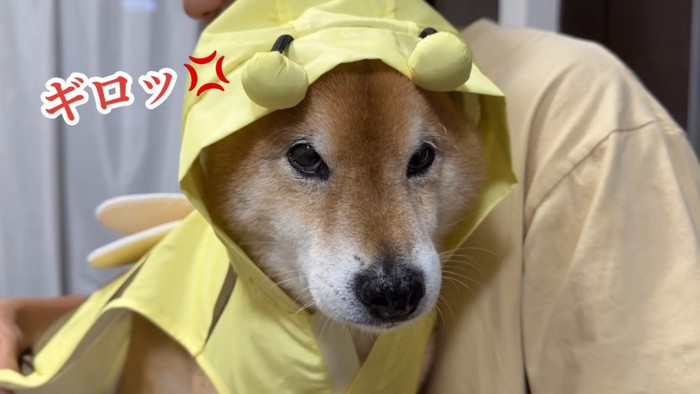 カッパを着せられて不服そう!
