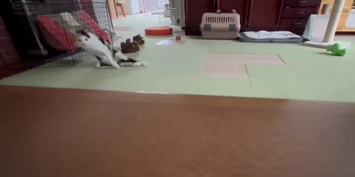 やばいにゃー