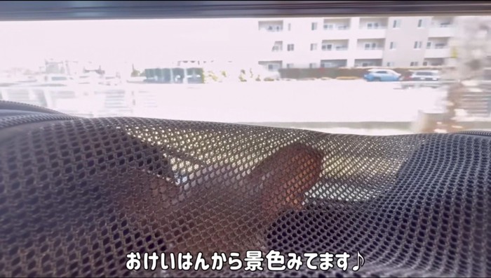 キャリーバッグの中から電車の外を眺める犬