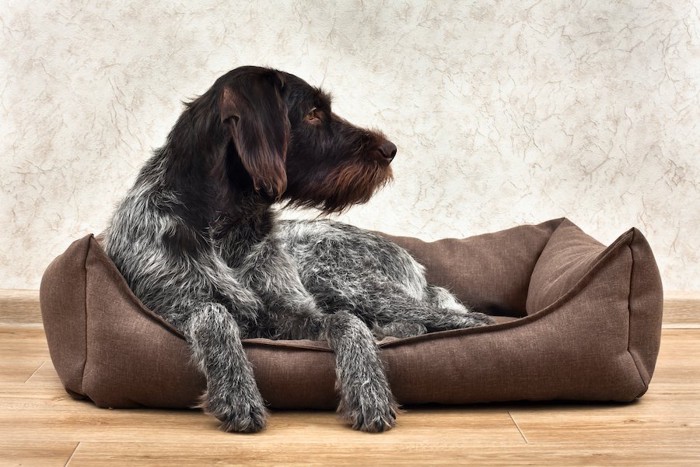 犬用ベッドの中で寛ぐ犬の横顔