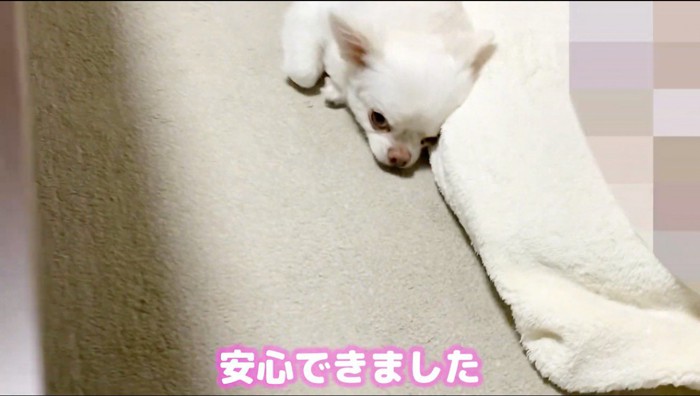 横たわって飼い主を見つめる犬